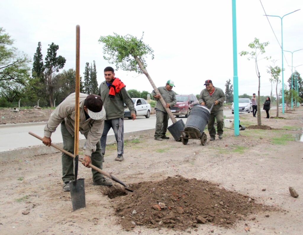 Colocan árboles en calles bandeñas para contrarrestar las altas temperaturas Colocan árboles en calles bandeñas para contrarrestar las altas temperaturas