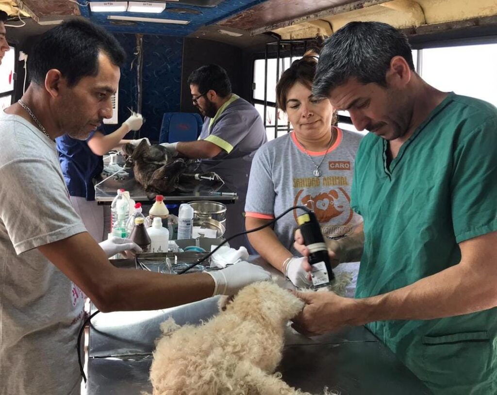 Inicia una nueva jornada de castracion de perros y gatos a bajo costo