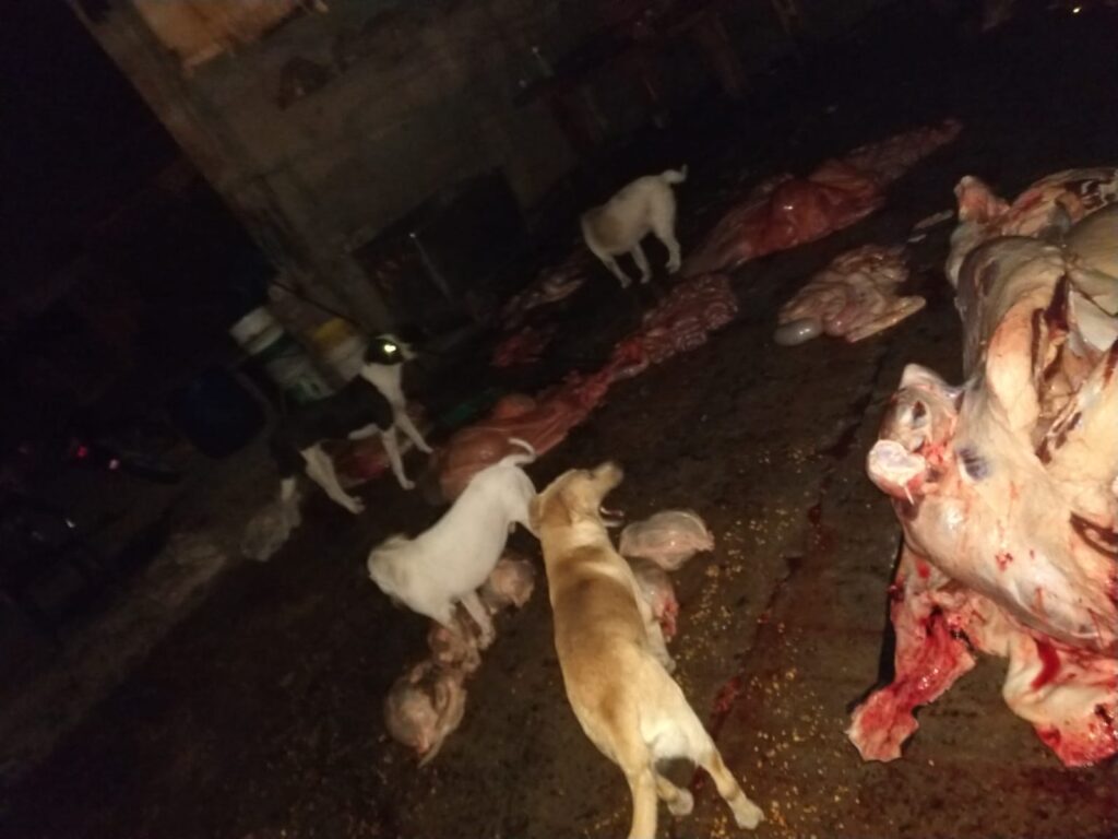 Clausuran un matadero clandestino en Termas