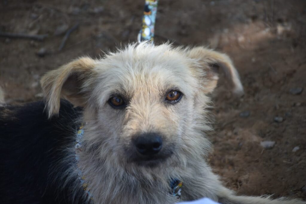 Realizan una campaña de castración gratuita de mascotas en Frías