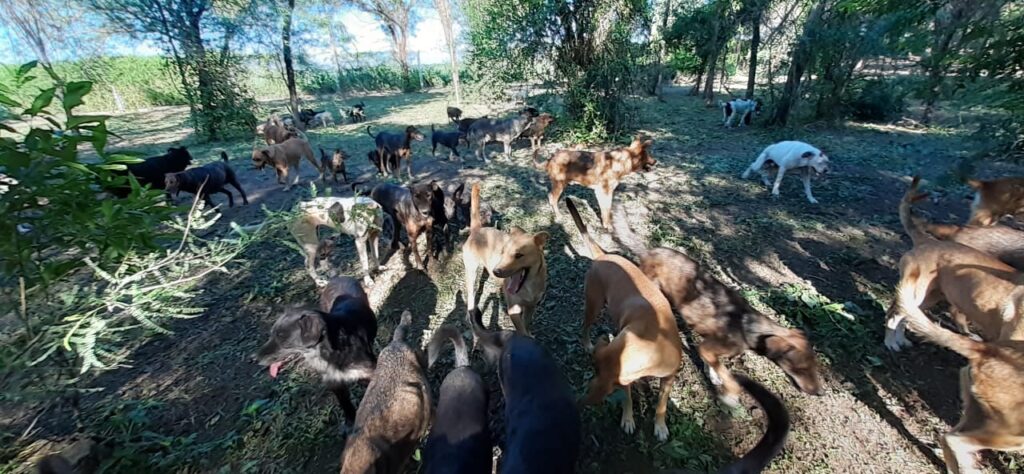 Organizan una actividad a beneficio de “El Montecito de los Canichones”