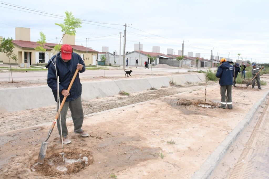 Plantaciones nuevos árboles en calles del barrio Néstor Kirchner