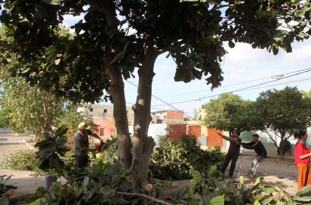 Trabajos de poda responsable para mejorar la seguridad vial y la iluminación en La Banda