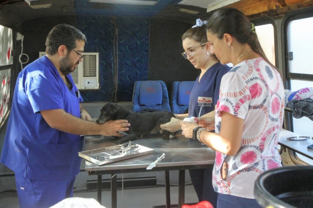 Exitosos operativos de castración en dos barrios bandeños