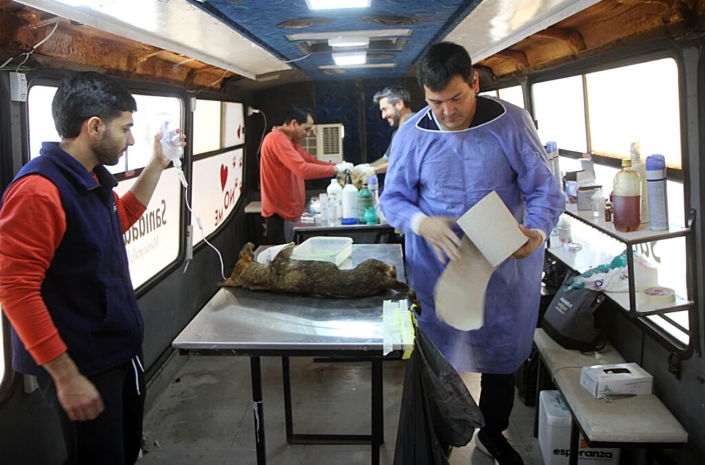 Más de cien mascotas fueron atendidas en un operativo de castración gratuita