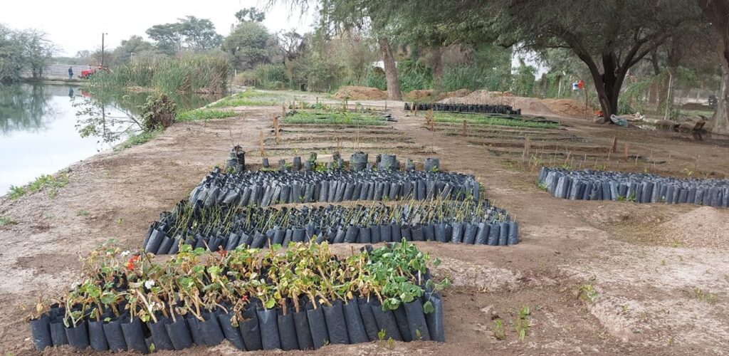 Loreto trabaja para plantar 10 mil árboles en los próximos meses
