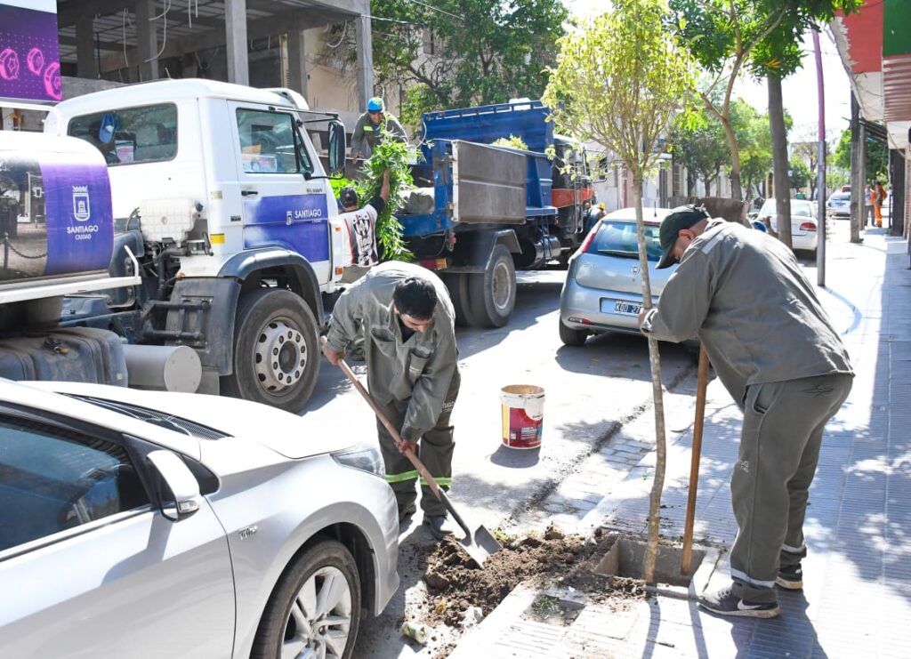 Trabajan en la reposición de 1000 árboles en el centro de la ciudad