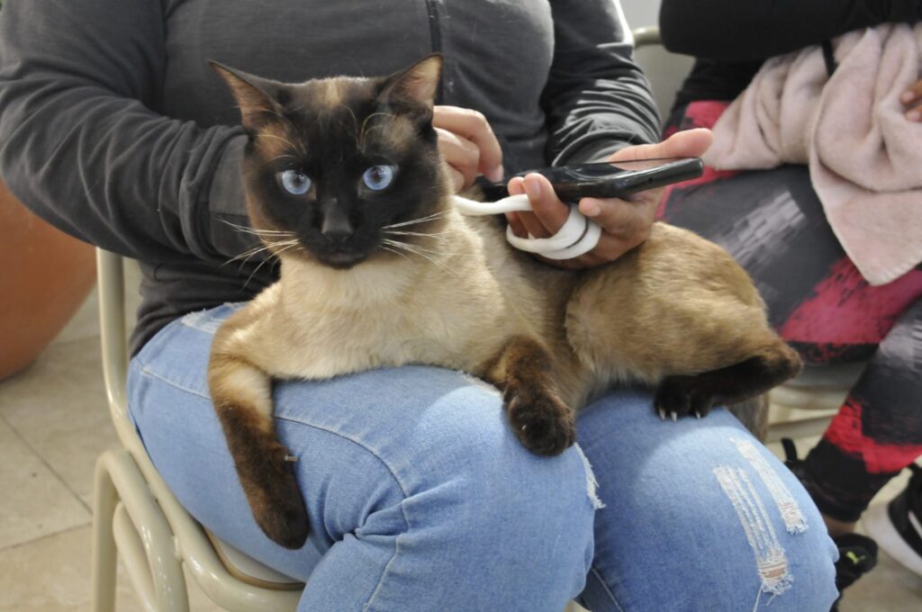 Fernández: Realizan un operativo de Castraciones de mascotas en el Barrio La Loma