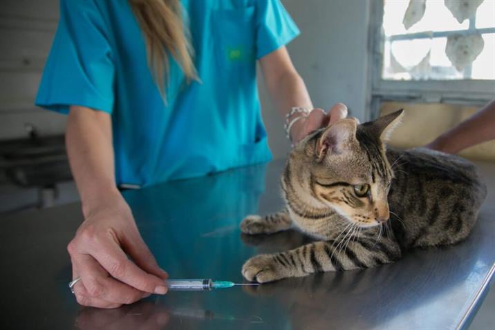 Fernández: Este sábado se realizará una campaña de castración de animales Fernández: Este sábado se realizará una campaña de castración de animales