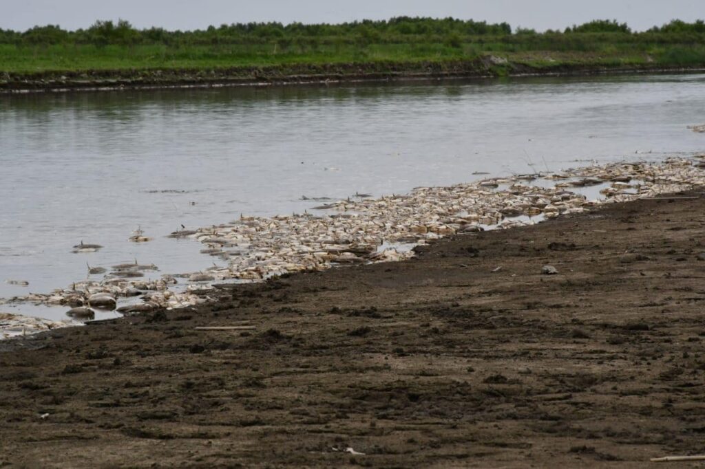 Santiago iniciará acciones penales por la mortandad de peces en el Embalse de Río Hondo