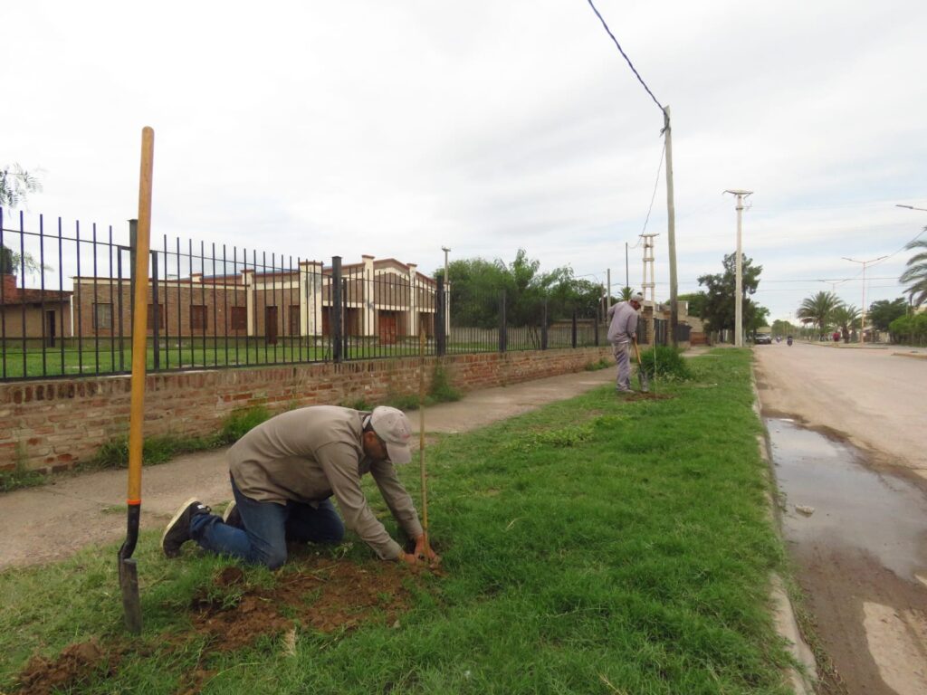 Colocan árboles nativos en barrios bandeños para enriquecer el paisaje urbano