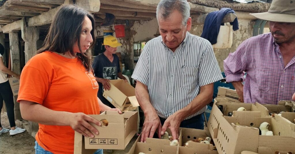 Familias de poblaciones rurales cercanas a Pinto recibieron pollitos
