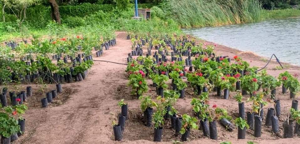Loreto: Plantarán más de 3 mil especies en diferentes puntos de la ciudad