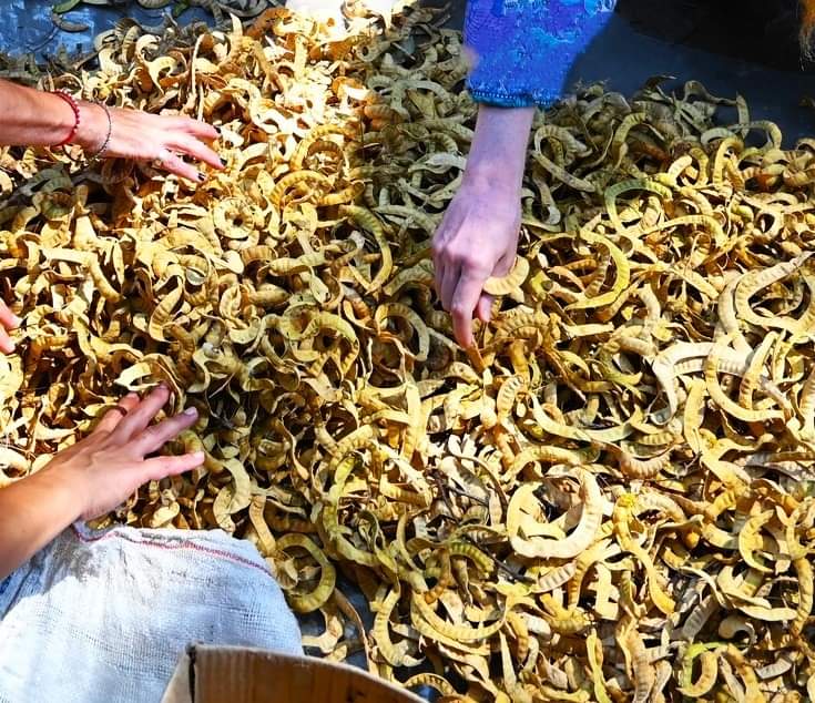 Garza: Realizan una capacitación sobre recolección de algarroba