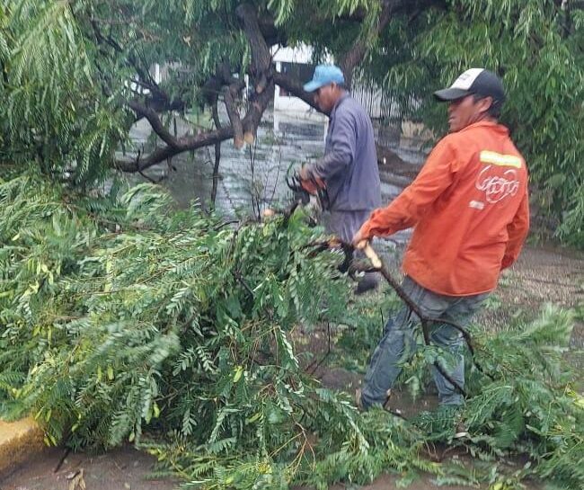El municipio trabaja para despejar la vía pública de ramas y árboles caídos por la tormenta El municipio trabaja para despejar la vía pública de ramas y árboles caídos por la tormenta
