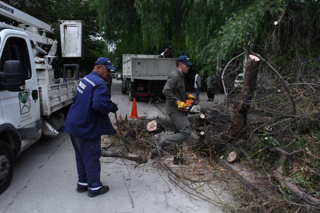 Podan árboles con riesgo de caída en la Capital Podan árboles con riesgo de caída en la Capital