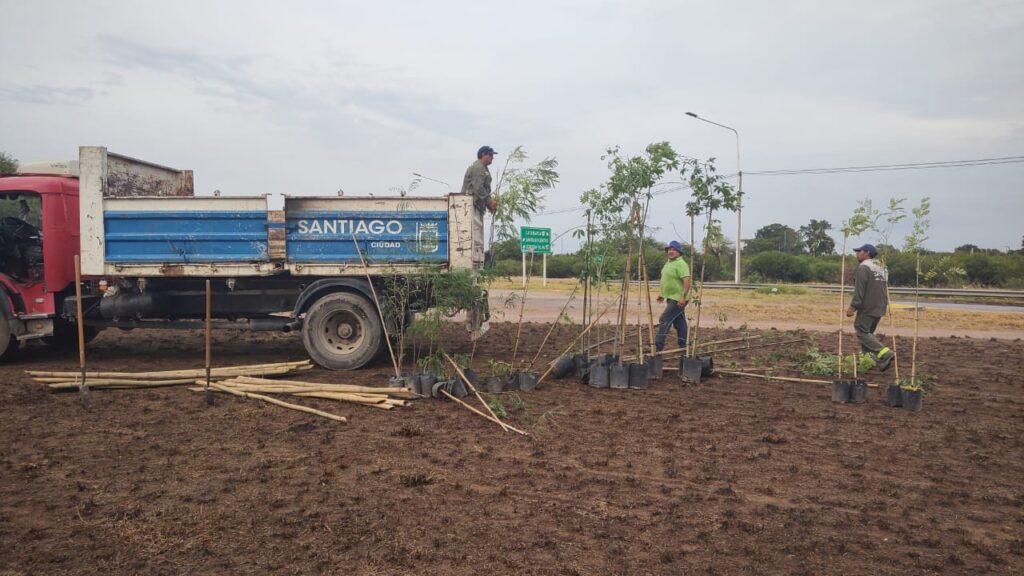 Plantan nuevos árboles en la rotonda del barrio Autonomía