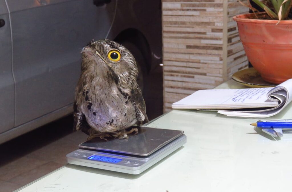 El municipio colaboró con el rescate de un ave silvestre emblemática de la región