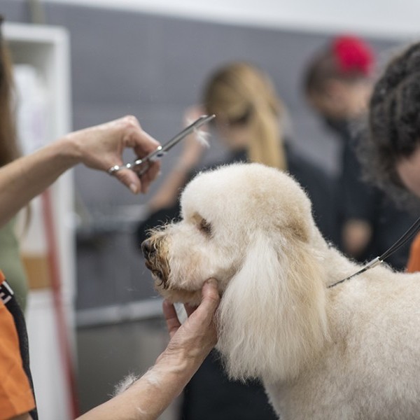 Capital: Dictarán un curso de auxiliar en peluquería canina