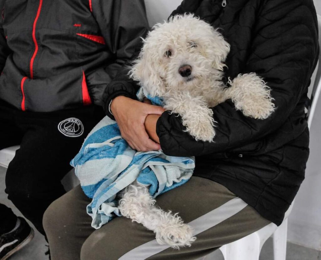Fernández: Esterilizan a más de cincuenta mascotas en el marco de un nuevo operativo
