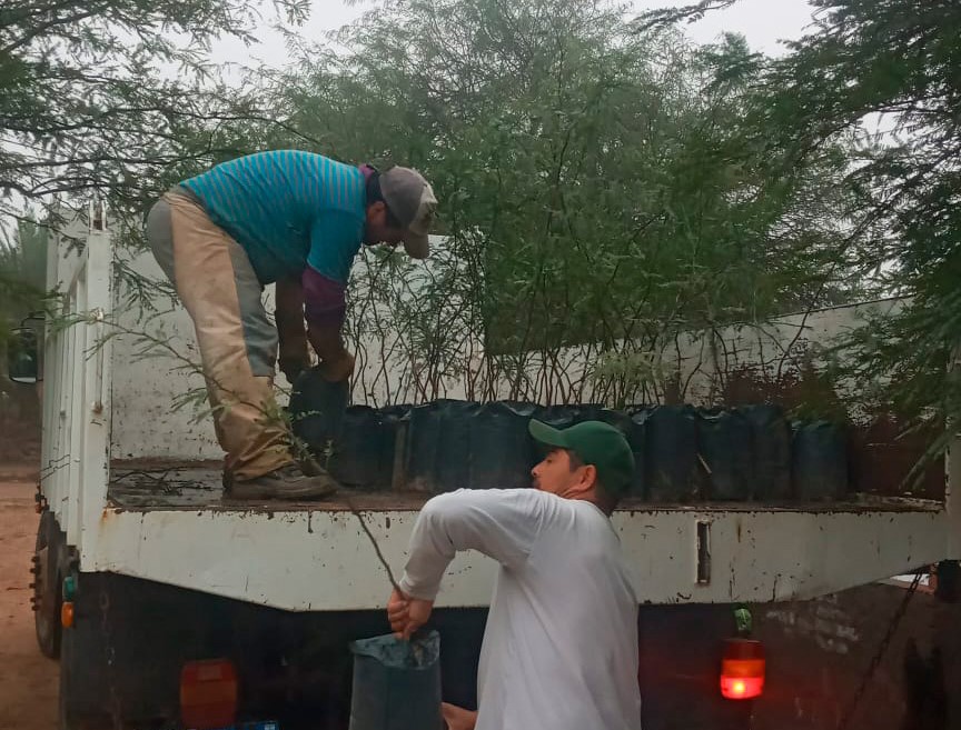 Colonia El Simbolar impulsa un importante proyecto forestal con especies del vivero municipal