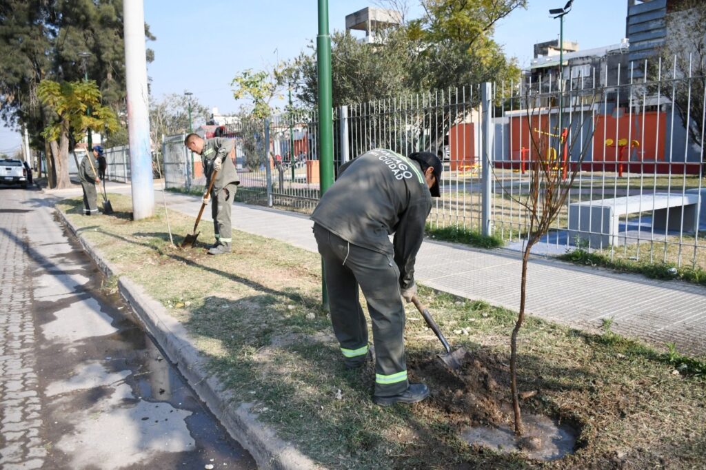 Plantarán más de 3700 árboles en el barrio Colón