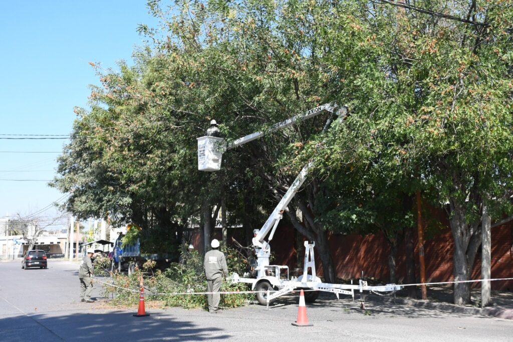 Realizan un operativo de poda integral de árboles en una amplia zona de la ciudad