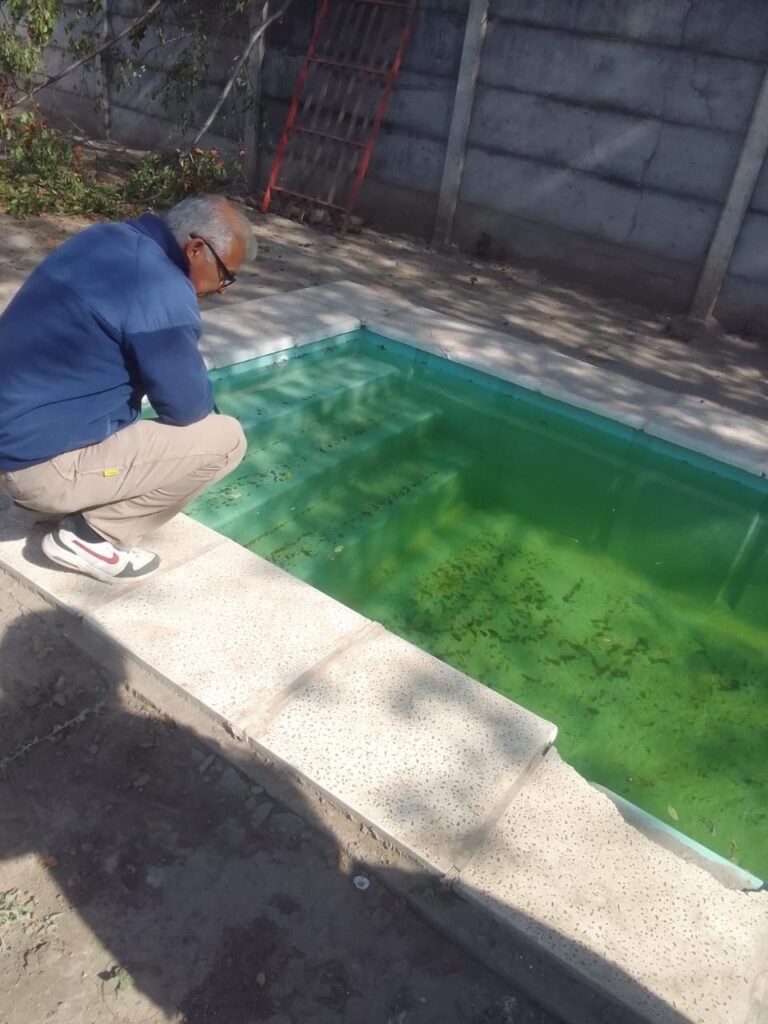 Recolectan muestras de larvas de mosquitos en el marco de un programa preventivo