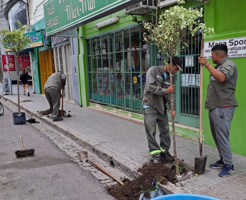 Reponen más de 1.100 árboles en la zona centro de la ciudad Capital