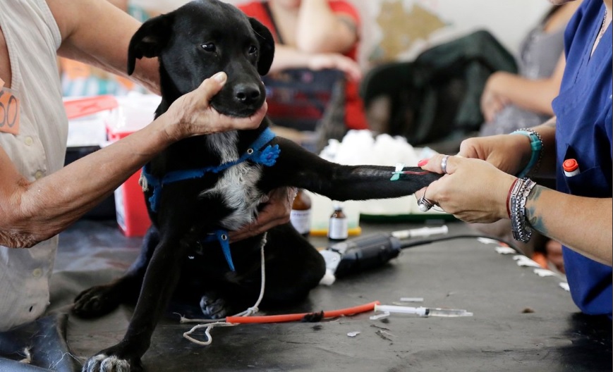 En Fernández realizaron más de 500 esterilizaciones de mascotas durante el año