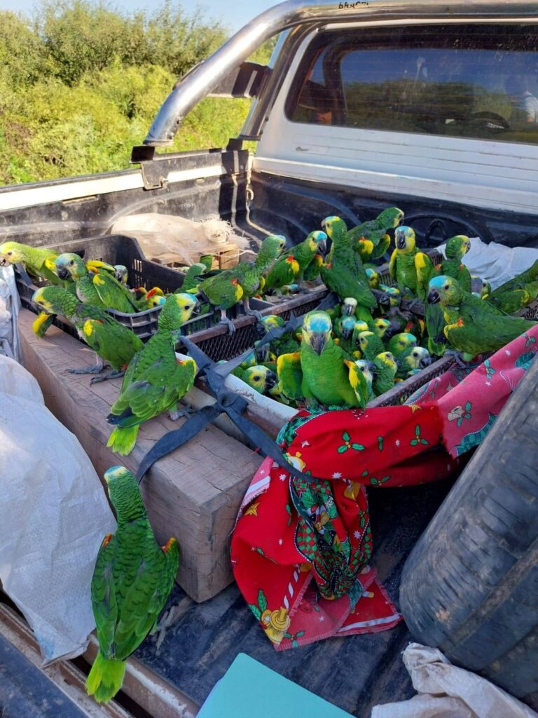 Detienen a tres chaqueños con más de 250 loros capturados en el monte santiagueño