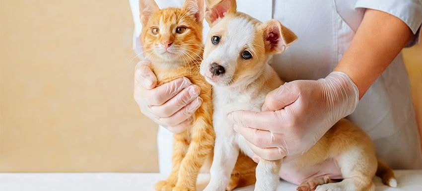 Añatuya: Realizarán la primera castración  masiva de mascotas