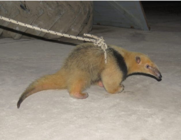 Rescatan y liberan a un oso melero, una especie “casi amenazada” Rescatan y liberan a un oso melero, una especie “casi amenazada”