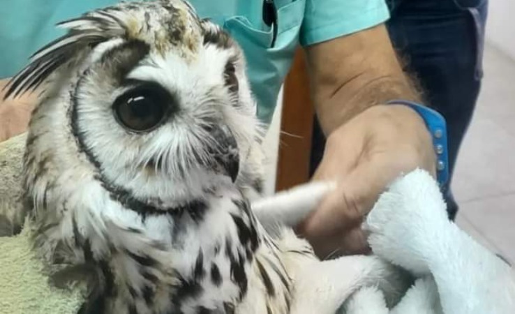 Rescatan y liberan a un Lechuzón Orejudo