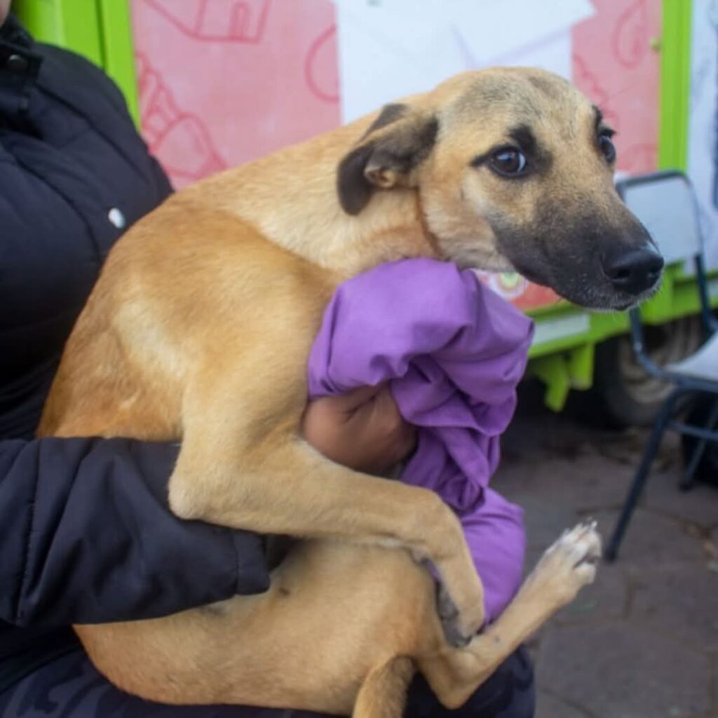 En Las Termas avanzan con la campaña de castración de mascotas