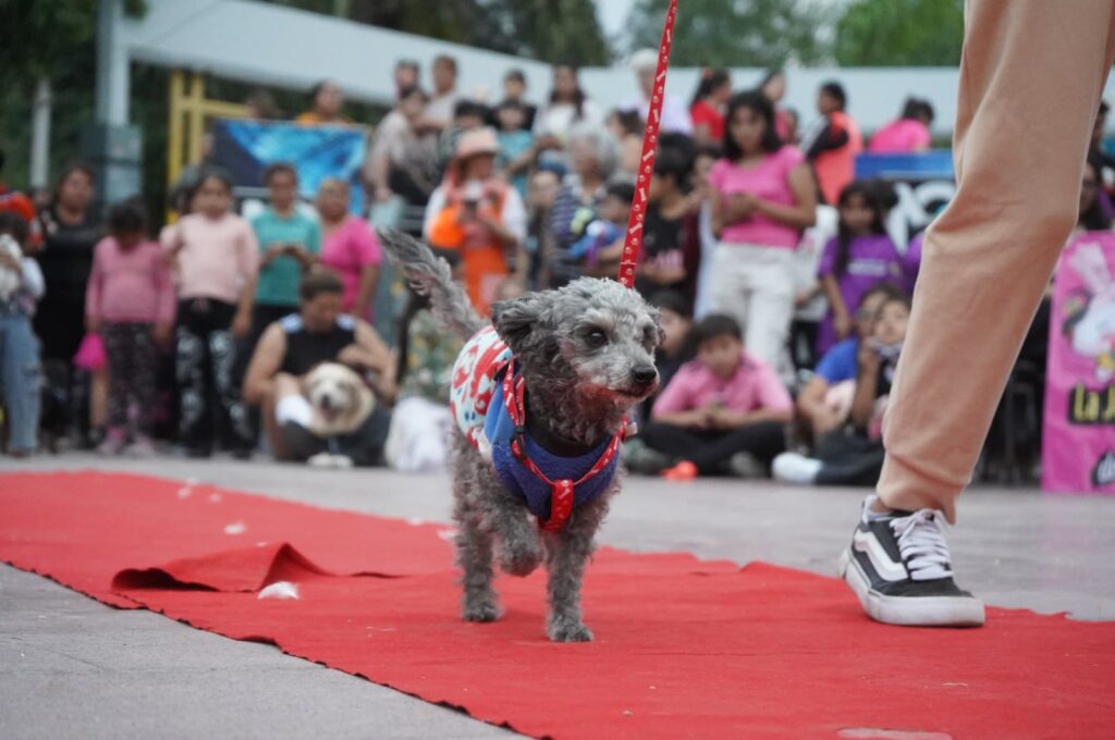 “Huellitas Calentitas”: campaña solidaria para proteger mascotas del frío “Huellitas Calentitas”: campaña solidaria para proteger mascotas del frío