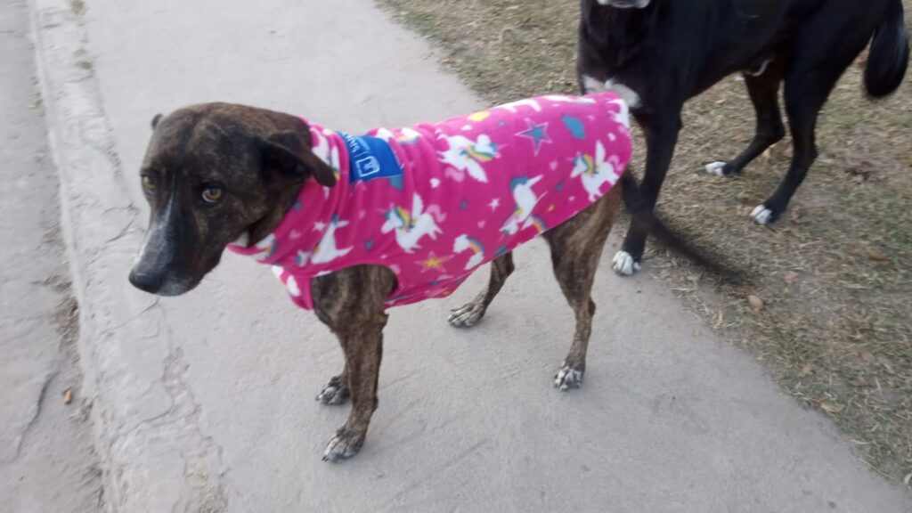 Entregan abrigos a asociaciones proteccionistas de animales