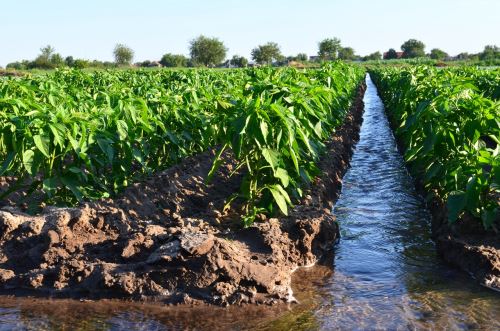 Impulsan un plan de impacto hídrico en Nueva Esperanza