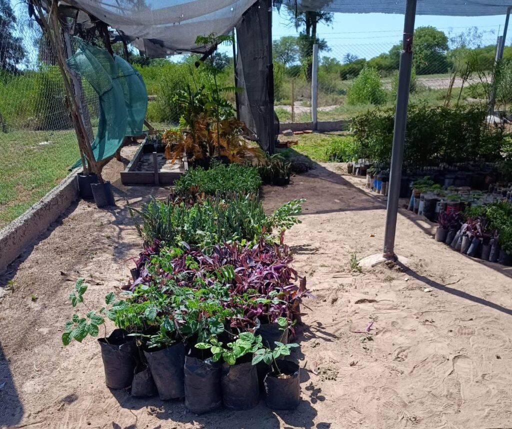 Fernández: Una institución educativa entregó más de 600 plantas al Municipio