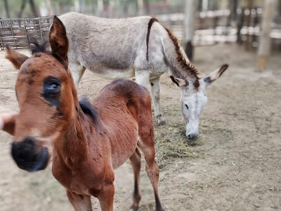 La historia del potrillito ciego que lucha por una segunda oportunidad La historia del potrillito ciego que lucha por una segunda oportunidad