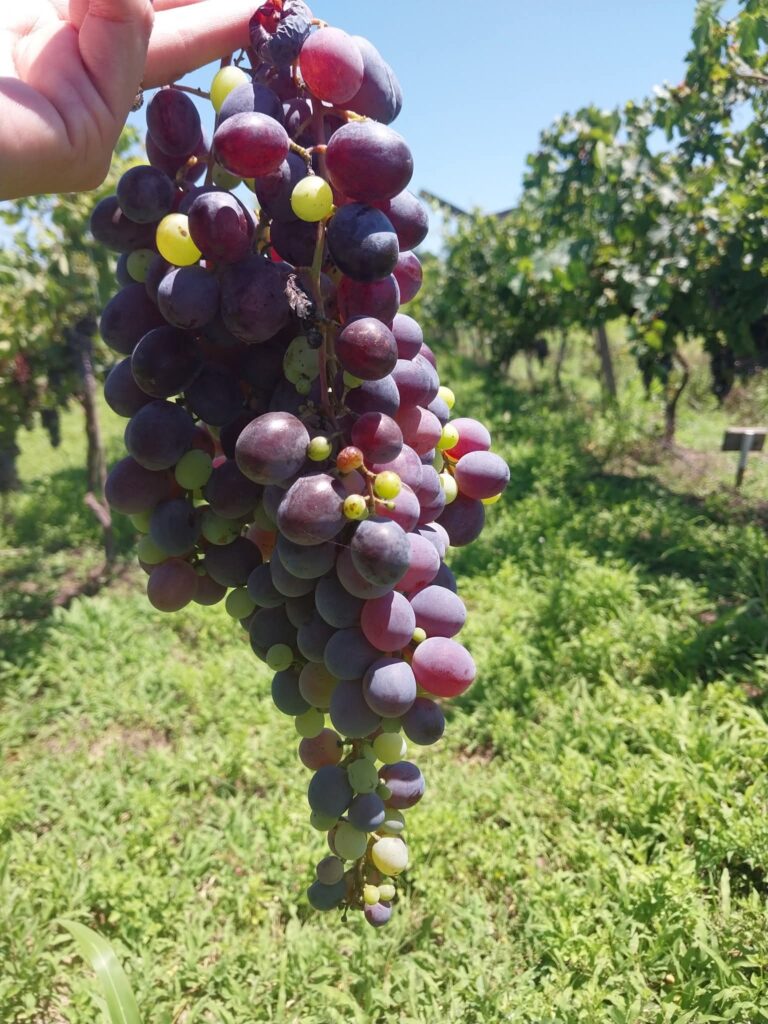 INTA investiga potencial de Santiago del Estero como productor de uva de mesa temprana