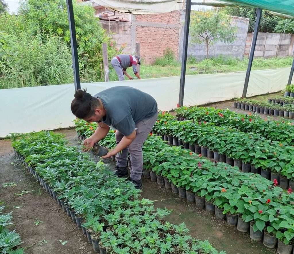 El Vivero Municipal de Frías intensificó sus trabajos de producción