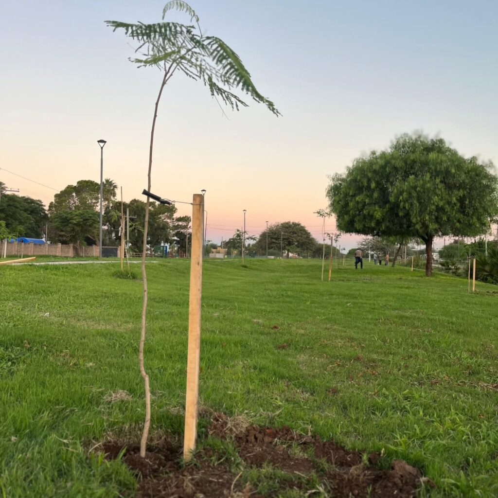 En Bandera avanzan con el plan de forestación