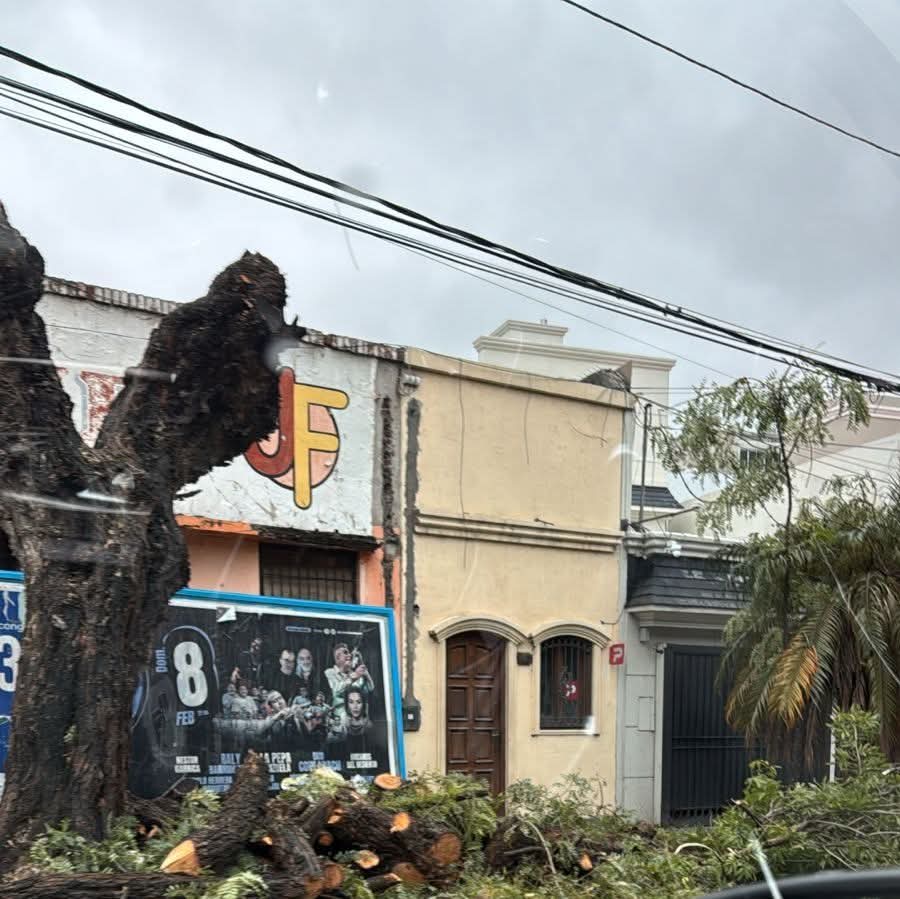 La Municipalidad multó a particulares que realizaron poda de árboles  en Alsina y Belgrano