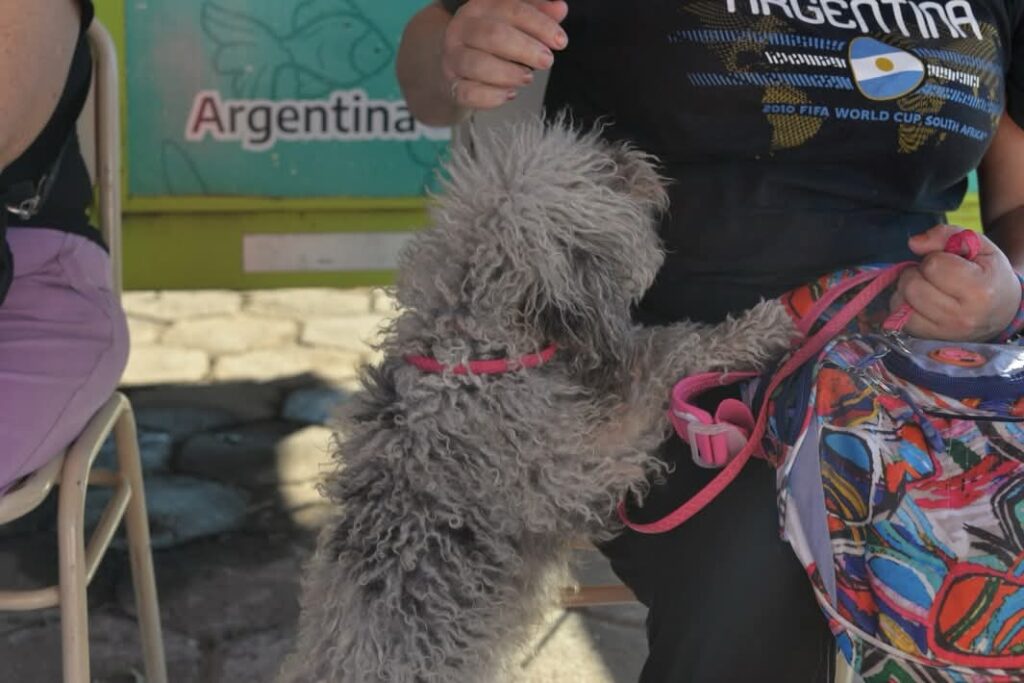 Realizan con éxito una jornada de castración de mascotas  en Las Termas
