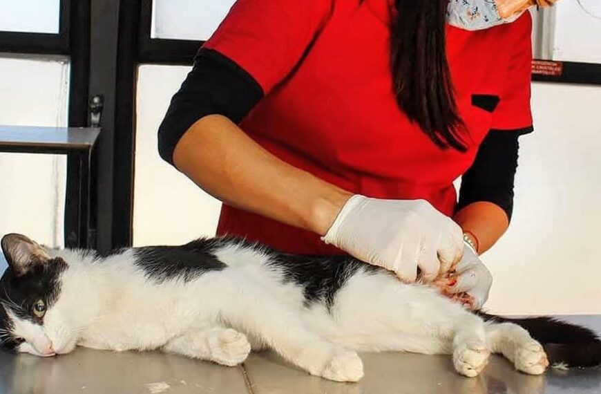 El municipio bandeño brinda atención veterinaria primaria en el Centro de Sanidad Animal