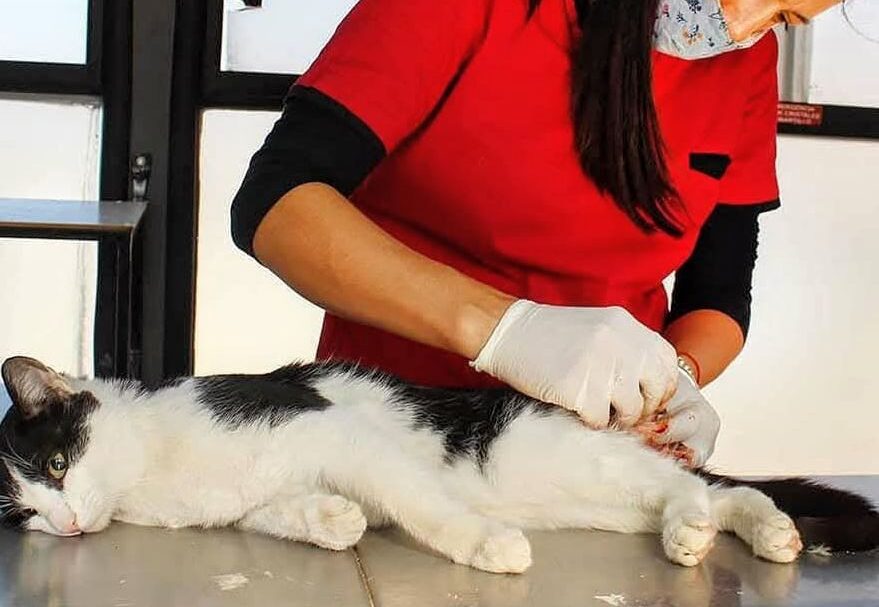 El municipio bandeño brinda atención veterinaria primaria en el Centro de Sanidad Animal