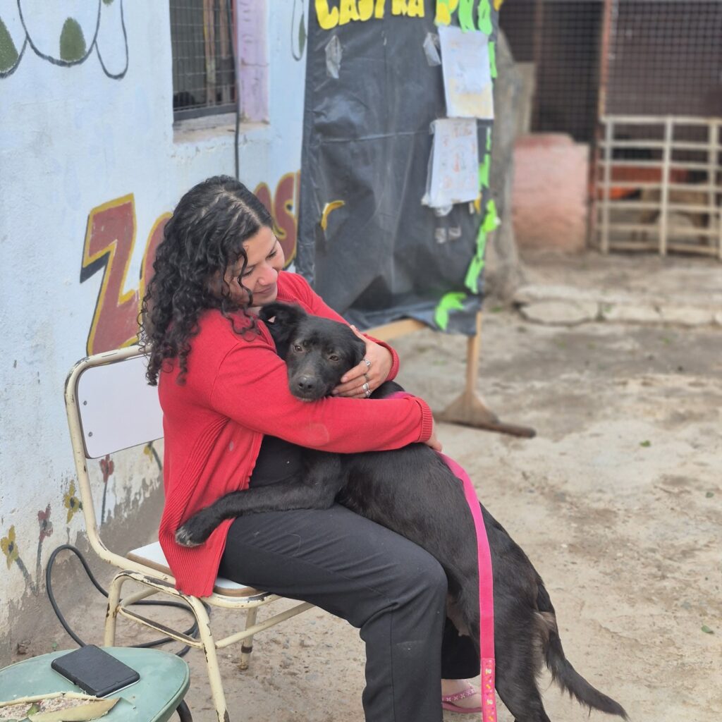 Las Termas: Realizaron una nueva jornada gratuita de castración de mascotas Las Termas: Realizaron una nueva jornada gratuita de castración de mascotas