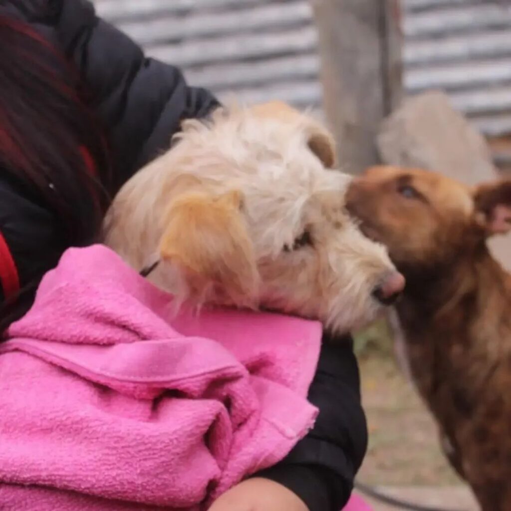 Las Termas: Nueva jornada de castración gratuita en el centro municipal de salud animal Las Termas: Nueva jornada de castración gratuita en el centro municipal de salud animal
