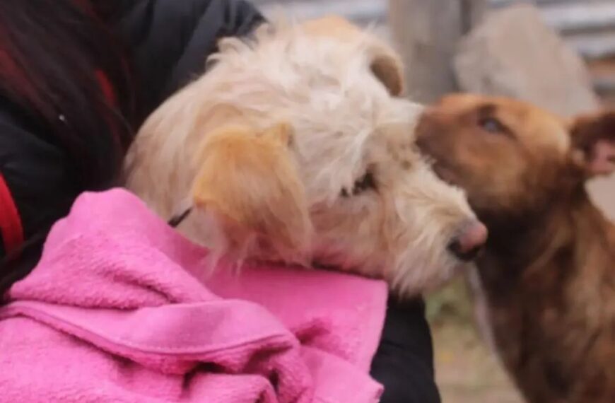 Las Termas: Nueva jornada de castración gratuita en el centro municipal de salud animal
